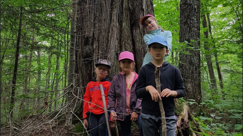 Anciennes forêts au Mont-Kaaikop : confirmé par une nouvelle étude