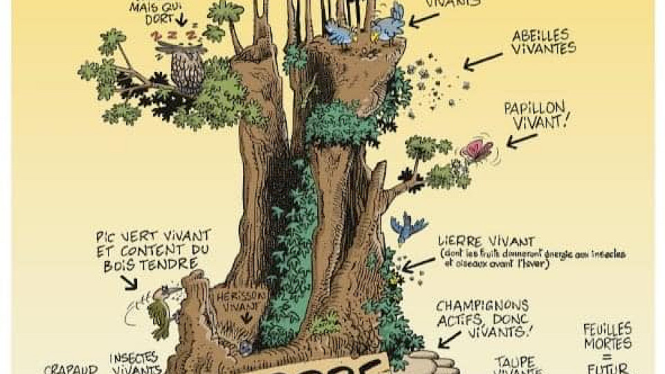 Vidéo : À la recherche des vieilles forêts