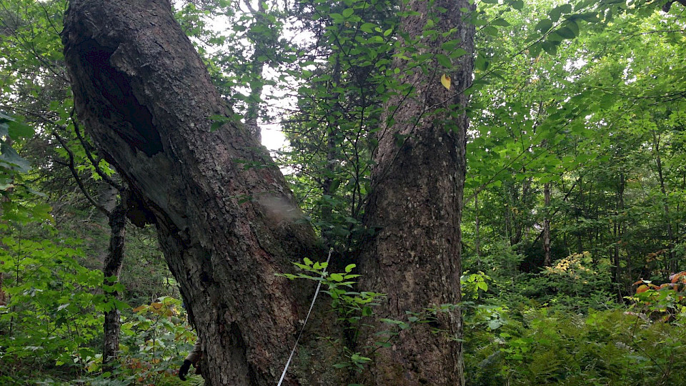 Le pouvoir fongique des vieilles forêts du Mont-Kaaikop