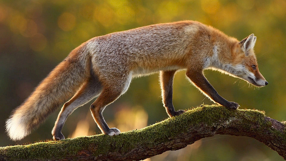 Pétition de la Grande marche pour la protection des forêts