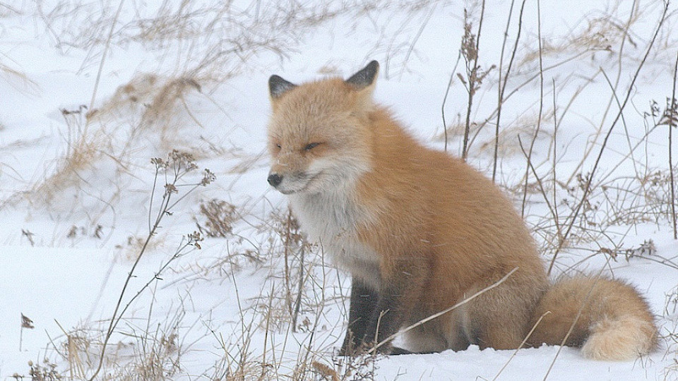 Mont-Kaaikop : vers un plan d'action concerté pour sa conservation