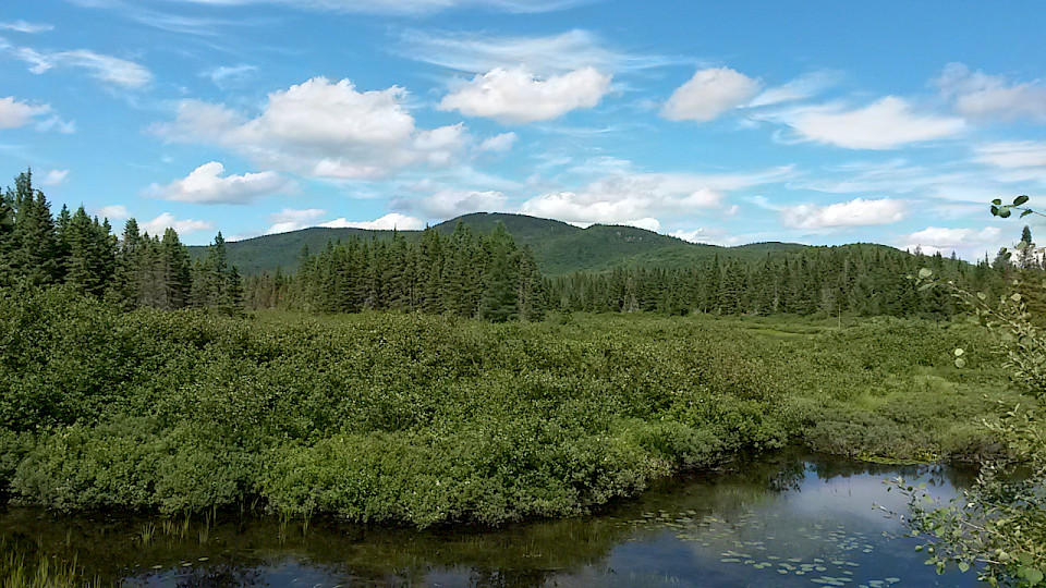 Une étude économique rigoureuse qui démontre que couper la forêt du Mont-Kaaikop n'est pas rentable!