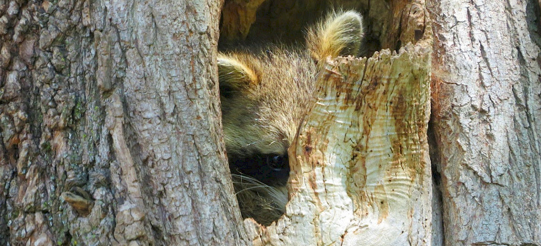 Pandémie actuelle : crucial et urgent de protéger la biodiversité!