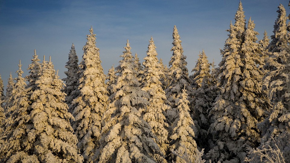 Message de fin d'année 2023 des habitants silencieux du Mont-Kaaikop